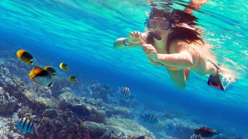 Wildlife Sri Lanka: 10-Day All-Inclusive Luxury Tour - Day 7 & 8: Elephants, Whales, and Galle