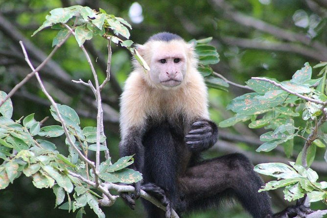 wildlife-tour-at-palo-verde-national-park