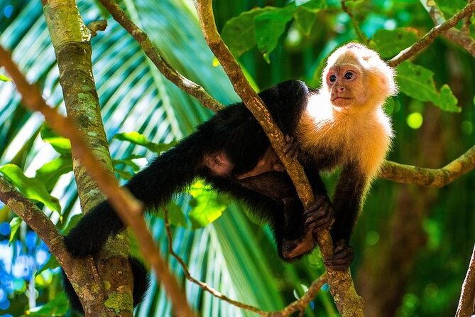 wildlife-tour-in-curicancha