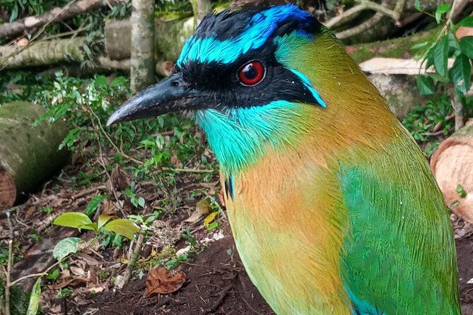 wildlife-tour-in-curicancha
