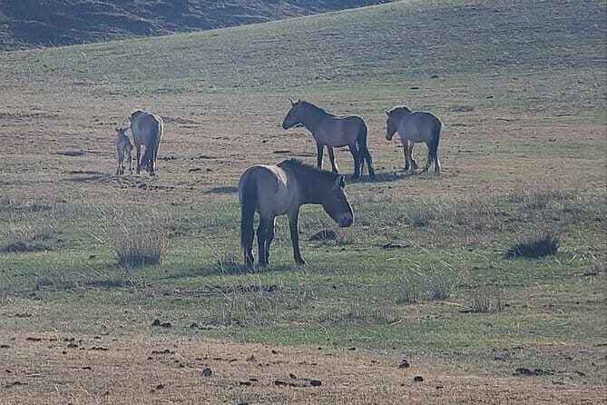 Wildlife Watching Day Tour at Hustai National Park - An In-Depth Look at the Hustai National Park Wildlife Tour