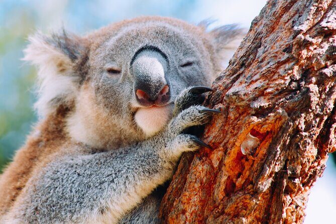 Wildlife, Waterfalls and Wine Day Tour from Sydney - Who This Tour Is Best For