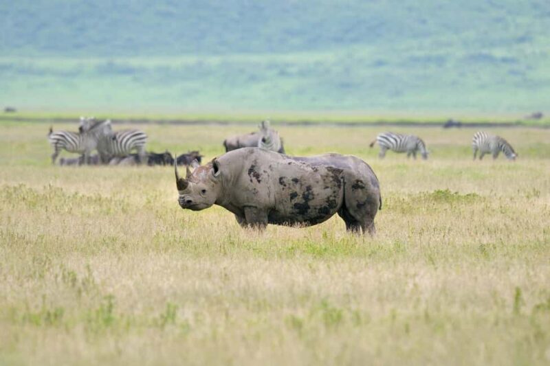 Wildlife Wonders: A 3-Day Safari to and from Arusha. - Key Points