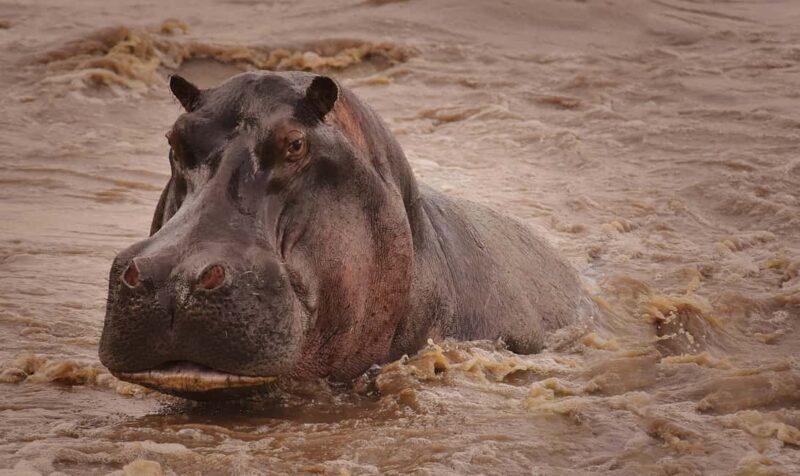 Wildlife Wonders: A 3-Day Safari to and from Arusha. - The Itinerary Breakdown