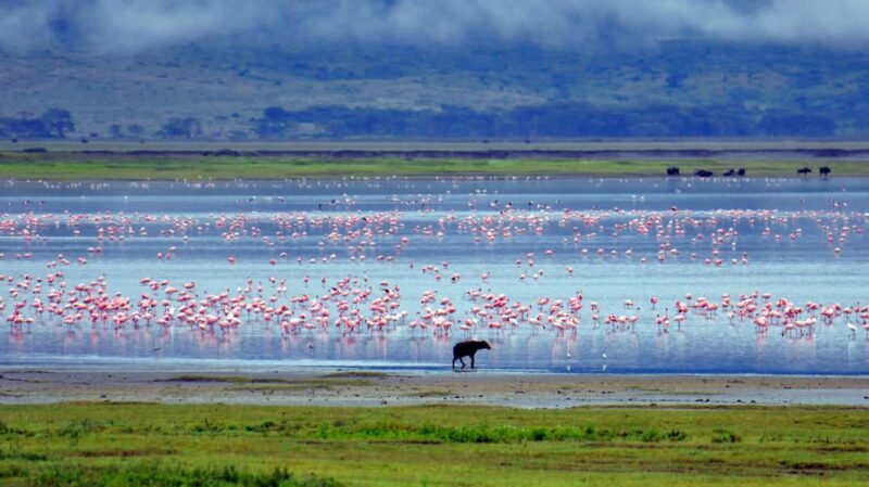 Wildlife Wonders: A 3-Day Safari to and from Arusha. - The Cost and Value