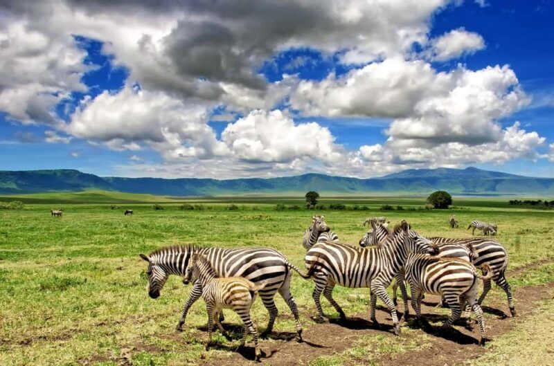 Wildlife Wonders: A 3-Day Safari to and from Arusha. - The Sum Up