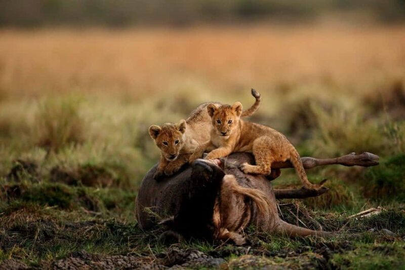 Wildlife Wonders migration private Expedition - Practical Tips for Travelers