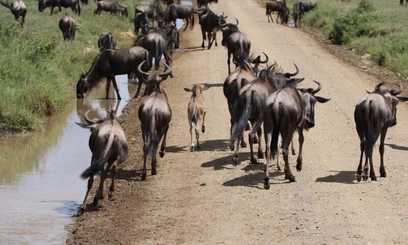 Wildlife Wonders migration private Expedition - Frequently Asked Questions