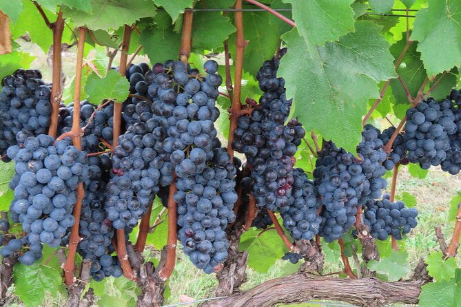 willamette-valley-boutique-winery-tour-with-lunch