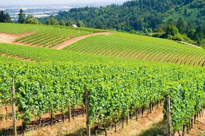 Willamette Valley Full-Day Wine Tour from Portland - A Scenic Journey into Oregon’s Wine Heartland