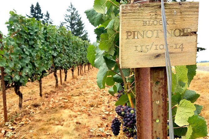 Willamette Valley Wine Tour - Full Day Tour - What Makes the Willamette Valley Wine Tour Stand Out