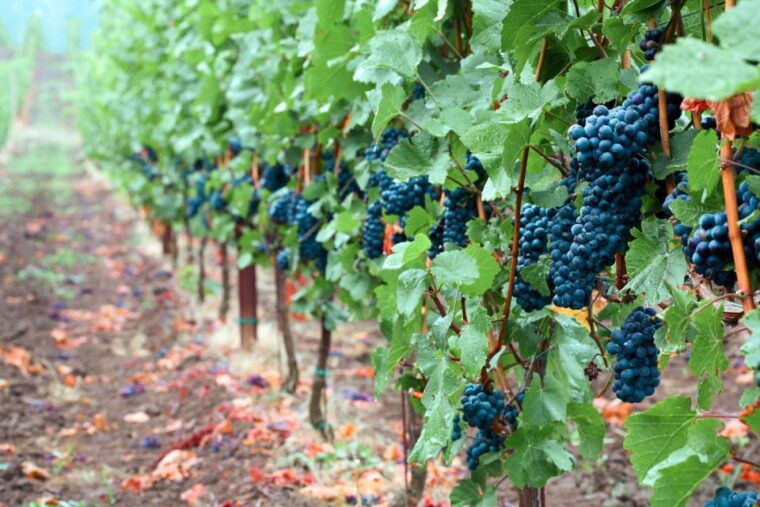 willamette-valley-wine-tour-tasting-fees-included