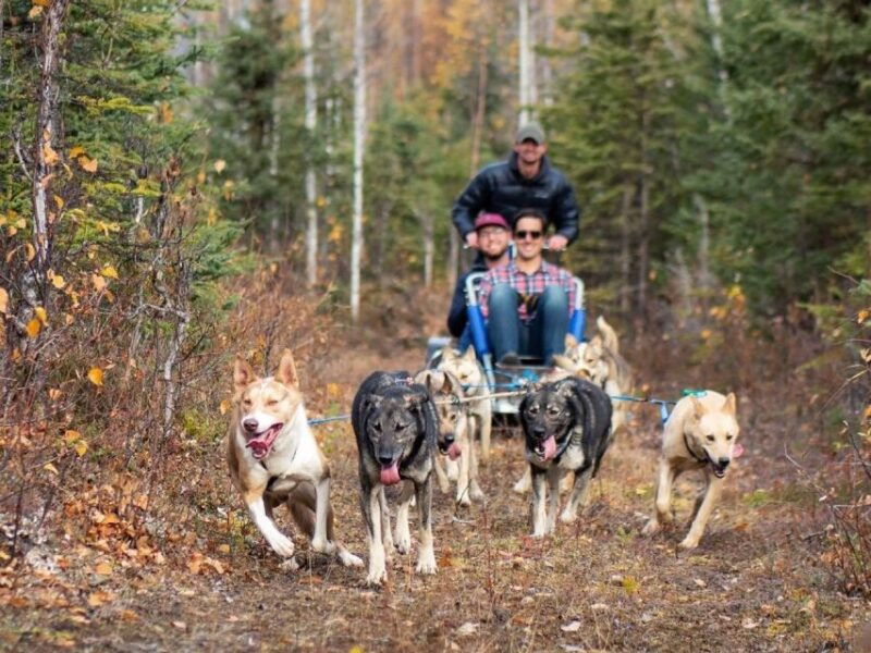 willow-summer-dog-sledding-ride-in-alaska