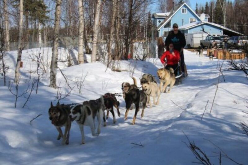 willow-traditional-alaskan-dog-sledding-ride