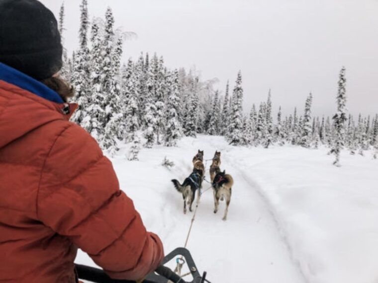 willow-traditional-alaskan-dog-sledding-ride