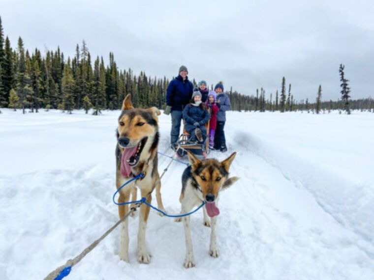 willow-traditional-alaskan-dog-sledding-ride