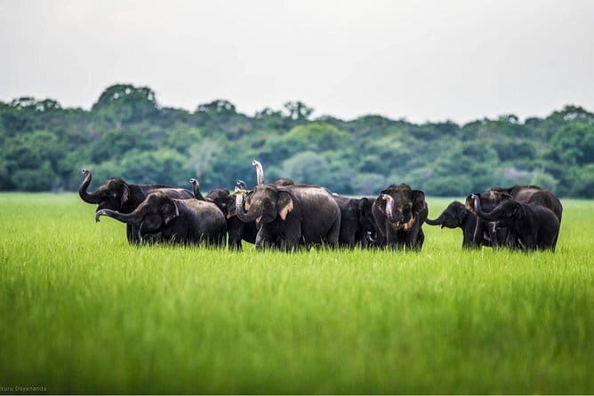 Wilpattu Half Day Safari from Kandy - FAQ