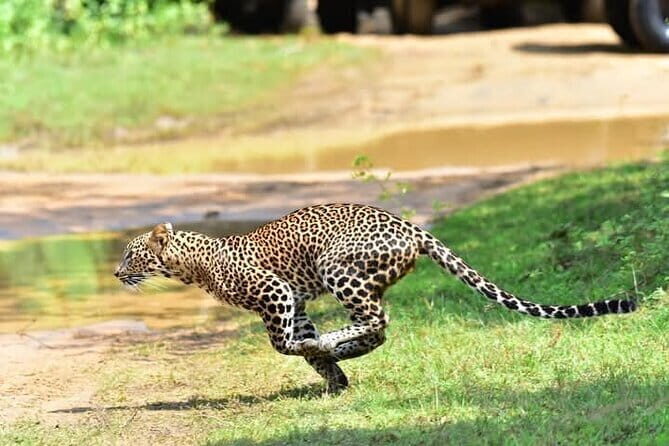 Wilpattu Half Day Safari from Sigiriya - Key Points