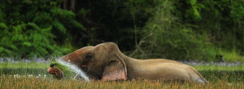 Wilpattu: Jeep Safari Day Tour From Colombo or Negombo - Who Will Love This Tour?