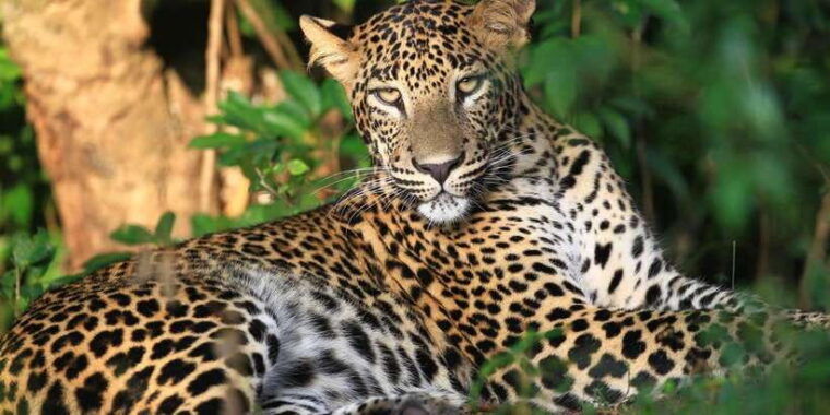wilpattu-jeep-safari-day-tour-from-colombo