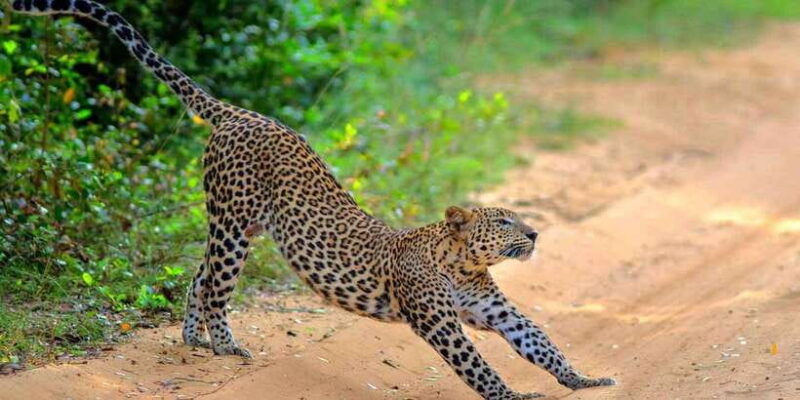 wilpattu-jeep-safari-day-tour-from-sigiriya