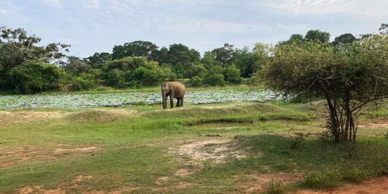wilpattu-jeep-safari-day-tour-from-sigiriya