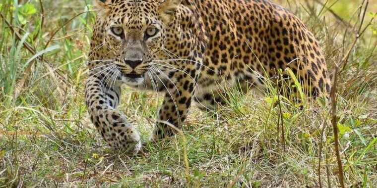 wilpattu-jeep-safari-day-tour-from-sigiriya
