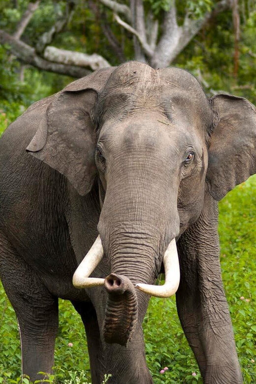 Wilpattu: Jeep Safari Day Tour From Trincomalee or Pasikudah - Final Thoughts