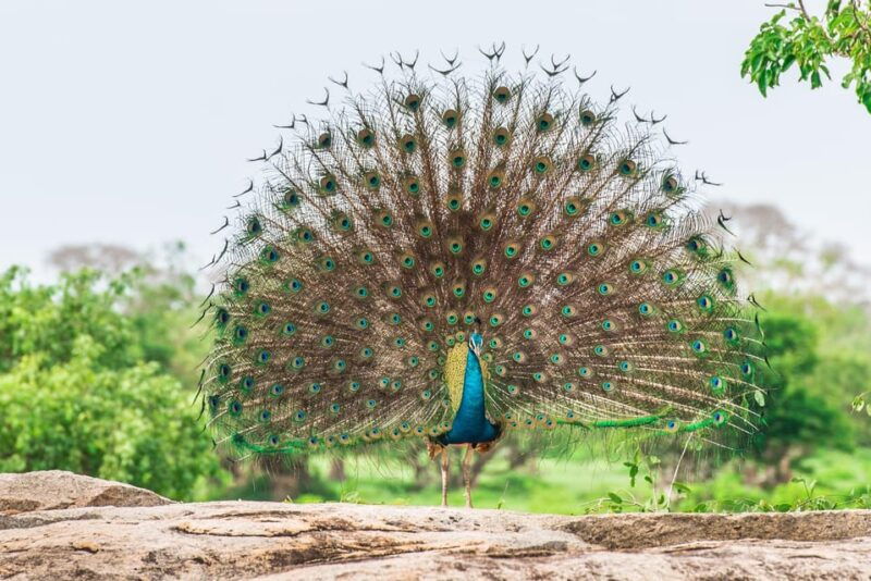 wilpattu-jeep-safari-day-tour-from-trincomalee
