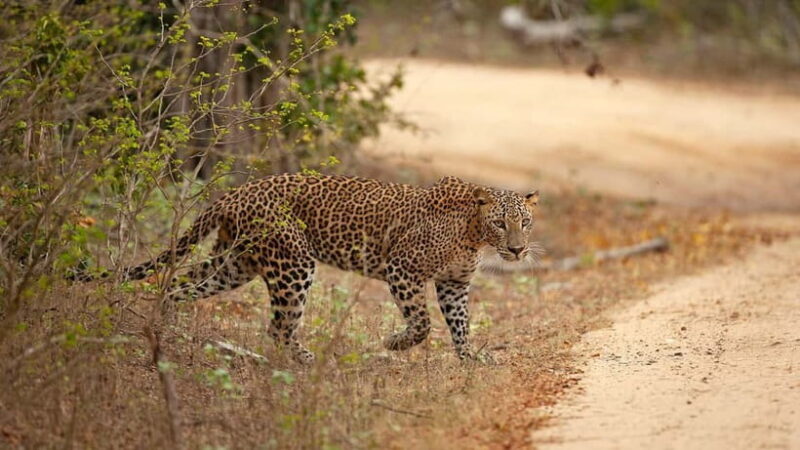Wilpattu leopard safari and free jeep with guide included. - The Sum Up