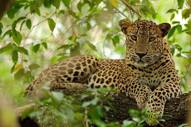 Wilpattu National Park 4-Hours Safari | with Naturalist - Key Points