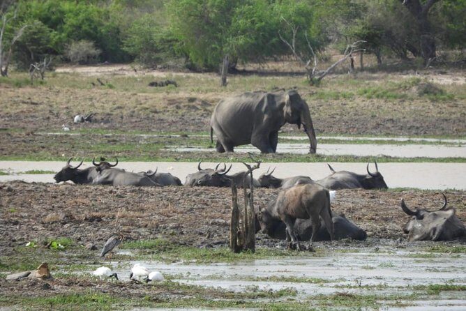 Wilpattu National Park 4-Hours Safari | with Naturalist - FAQs