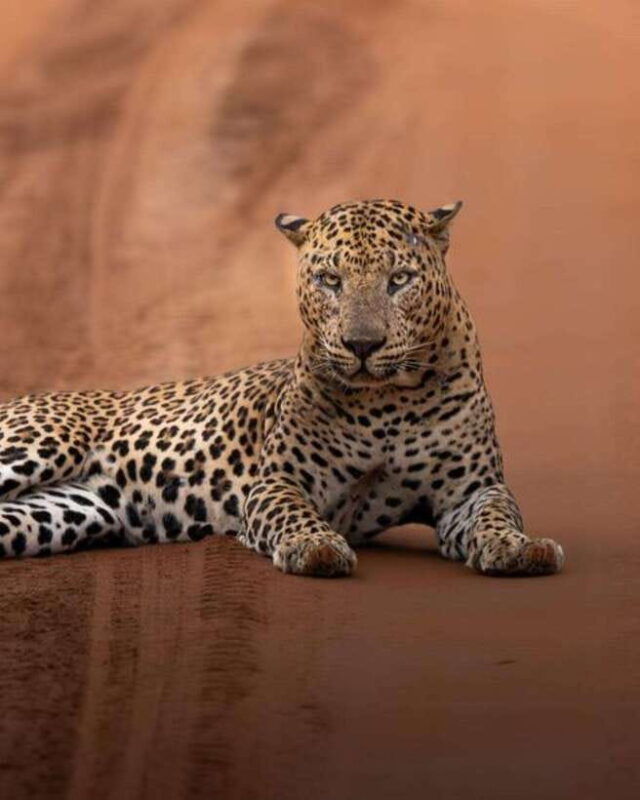 wilpattu-national-park-all-inclusive-safari-day-tour