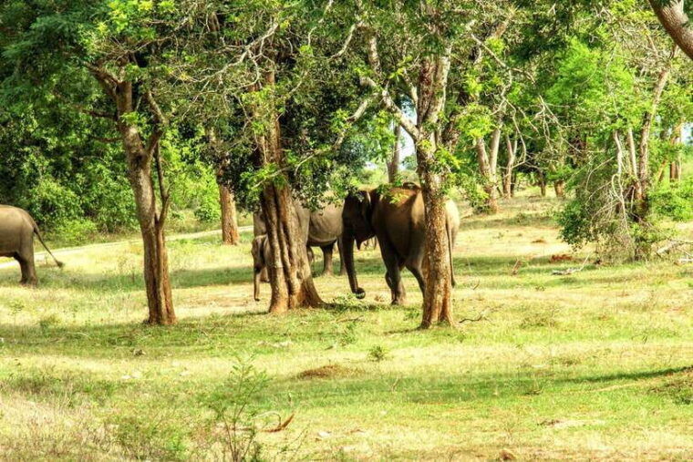 wilpattu-national-park-all-inclusive-safari-day-tour