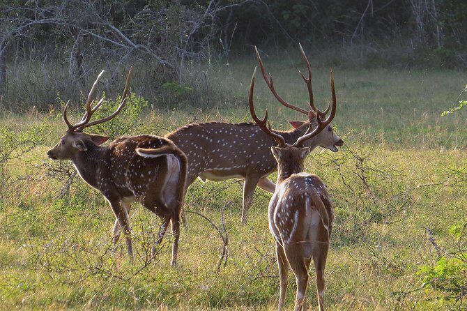 Wilpattu National Park Entrance Ticket with Private Safari - What You Can Expect During Your Safari