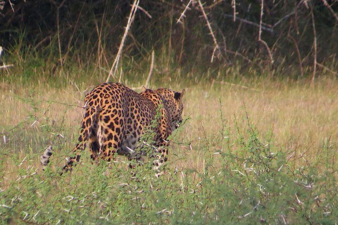 Wilpattu National Park Entrance Ticket with Private Safari - Pricing and Value for Money