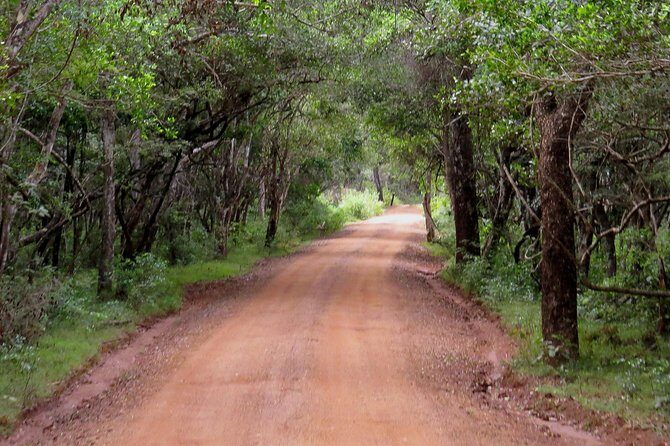 Wilpattu National Park Entrance Ticket with Private Safari - The Sum Up — Is It Worth It?
