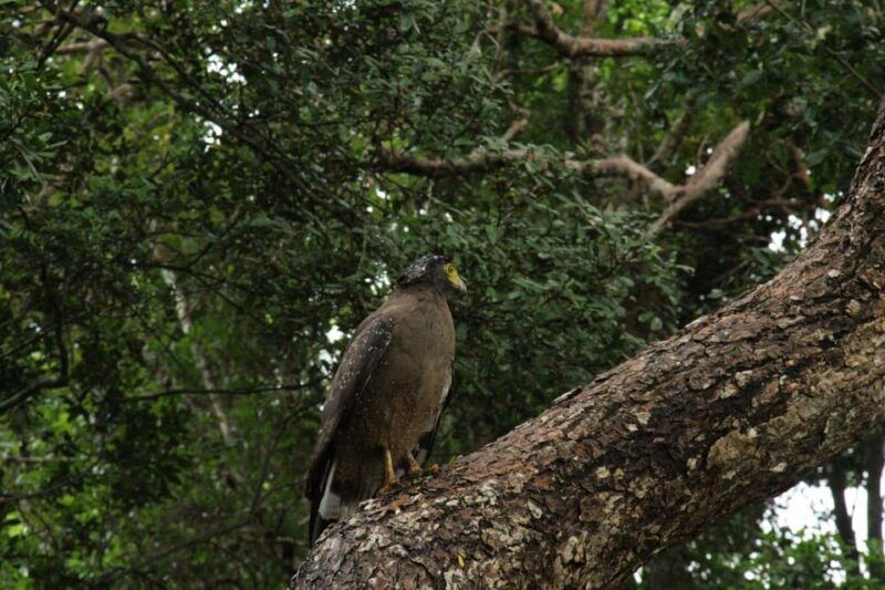 wilpattu-national-park-full-day-safari-0600am-1800pm-2