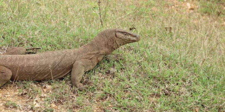 wilpattu-national-park-full-day-safari-0600am-1800pm-2