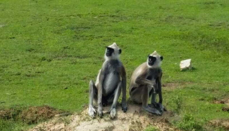 wilpattu-national-park-full-day-safari-from-habarana