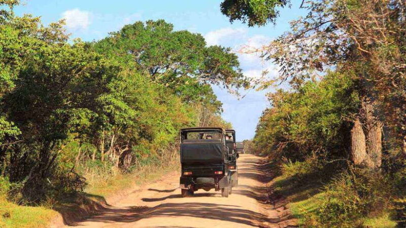 wilpattu-national-park-full-day-safari-from-habarana