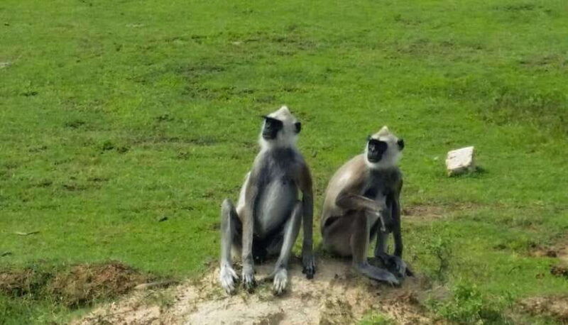 wilpattu-national-park-full-day-safari-from-trincomalee