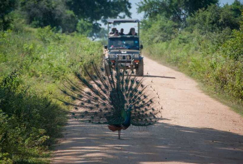 wilpattu-national-park-full-day-safari-from-trincomalee
