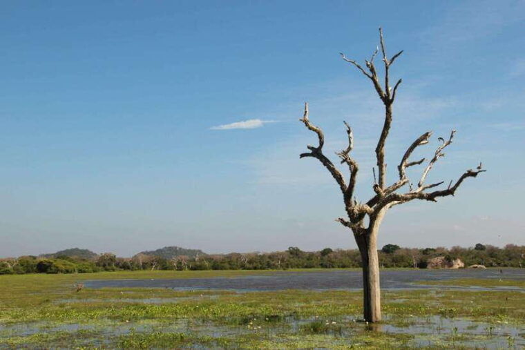 wilpattu-national-park-full-day-safari-from-trincomalee
