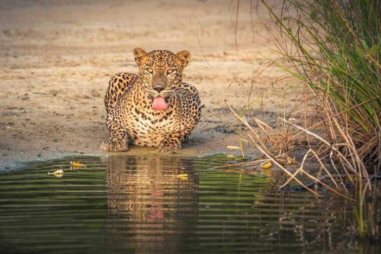 wilpattu-national-park-full-day-safari-from-trincomalee