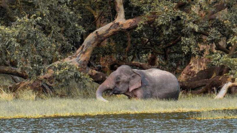 wilpattu-national-park-full-day-safari-from-trincomalee