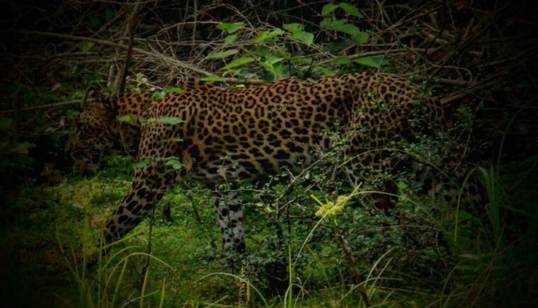 wilpattu-national-park-morning-or-afternoon-safari-2