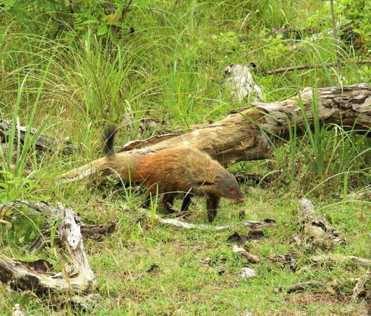 wilpattu-national-park-morning-or-afternoon-safari-2