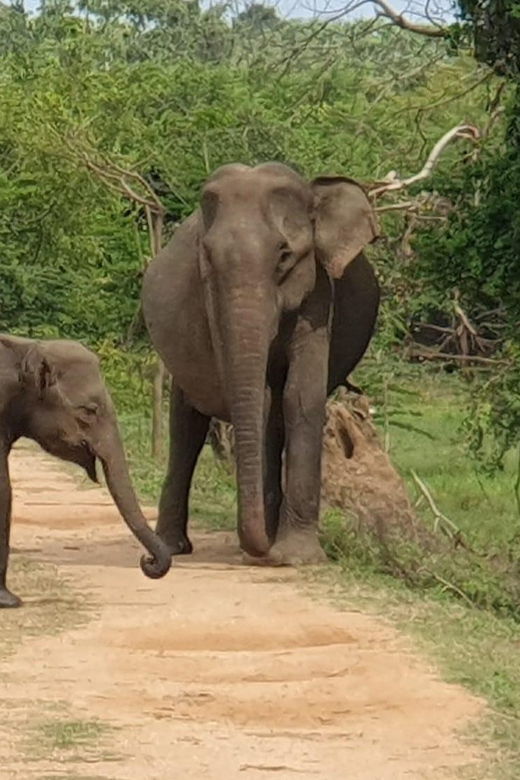 wilpattu-national-park-morning-or-afternoon-safari