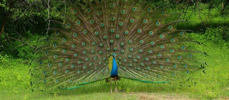 wilpattu-national-park-morning-or-afternoon-safari